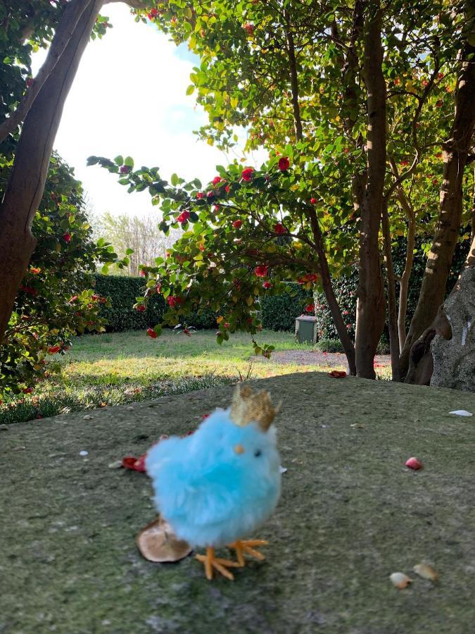 La Mia Casa Sul Lago Con Vista Mozzafiato Belgirate Extérieur photo